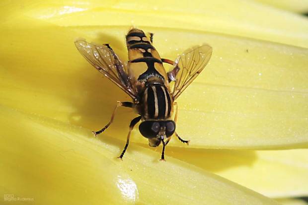 Macro - flower and insect