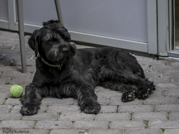 Giant Schnauzer