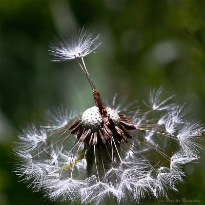 Macro - Dandelion - Maskros