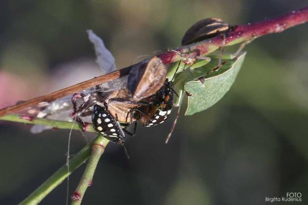 Pentatomidae - Bärfis
