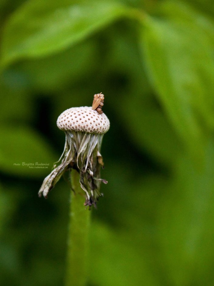 Macro - Dandelion - Maskros