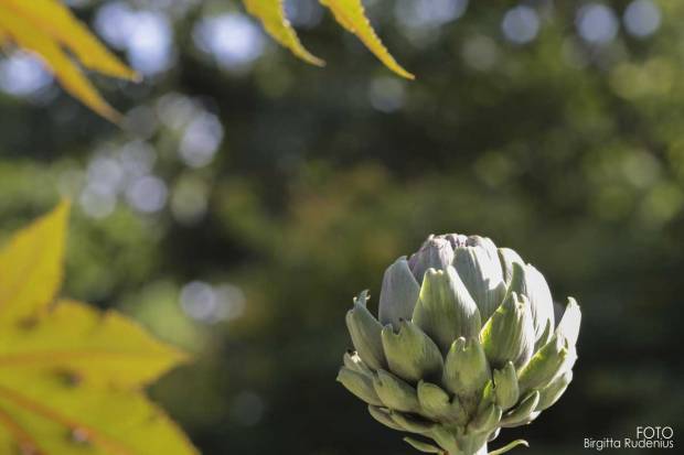 Nature - Kronärtskocka (Cynara cardunculus, Scolymus-gruppen)