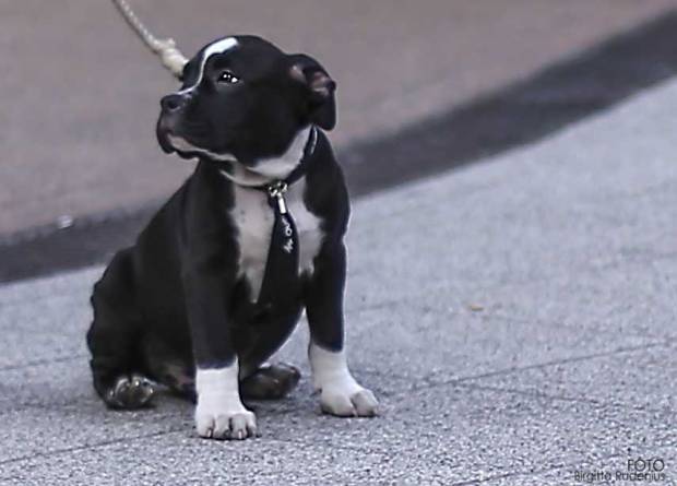 Street Photography - Puppy