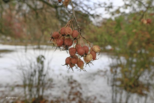 Withering and fading