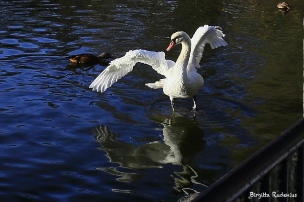 Svan Yoga i Stadsparken i Lund