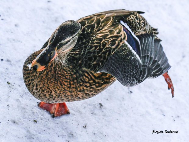 Gräsand i Stadsparken i Lund