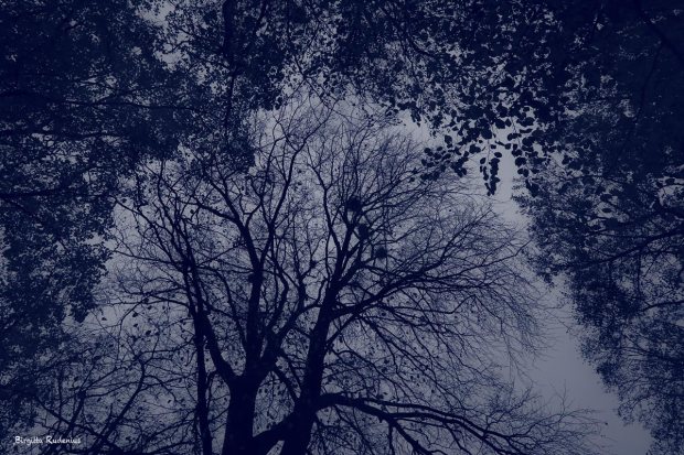 Blue Photo - Tree Tops