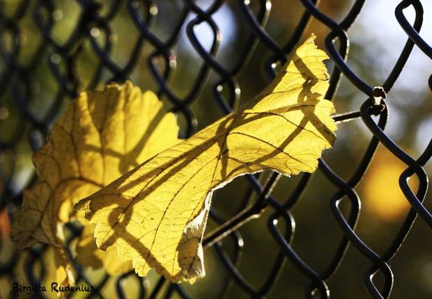 Macro - Fence & Leaf