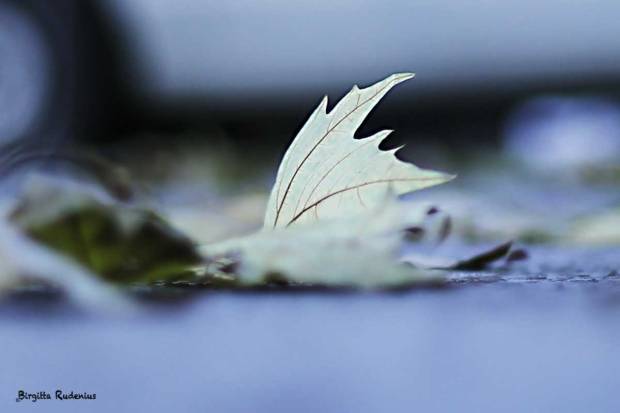 Leaf in the street