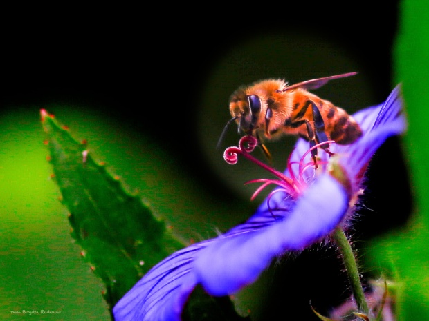 Macro - Bumble Bee on Pistil