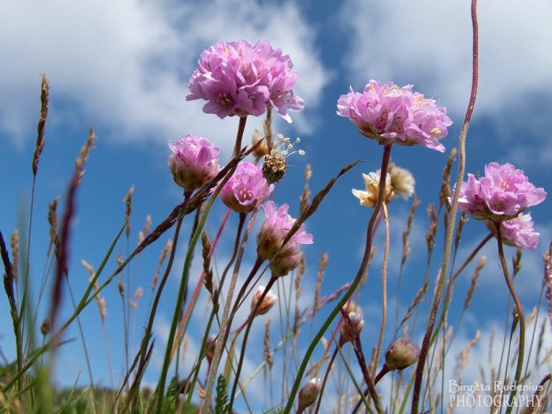 Trift - Armeria maritima