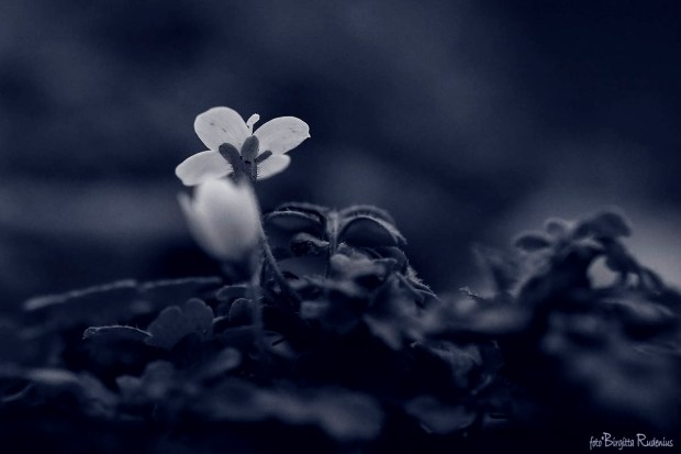 Blue Photo - The Little White