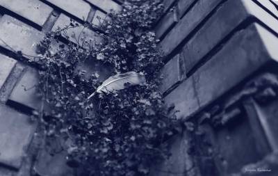 Blue Photo - Captured Feather