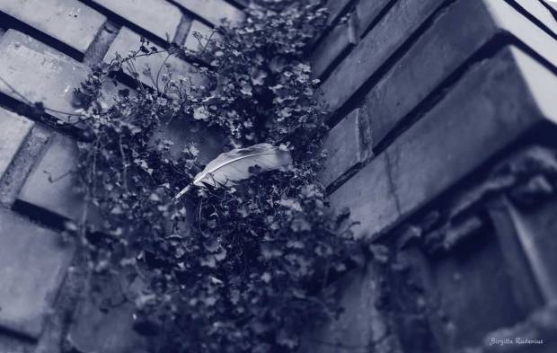 Blue Photo - Captured Feather