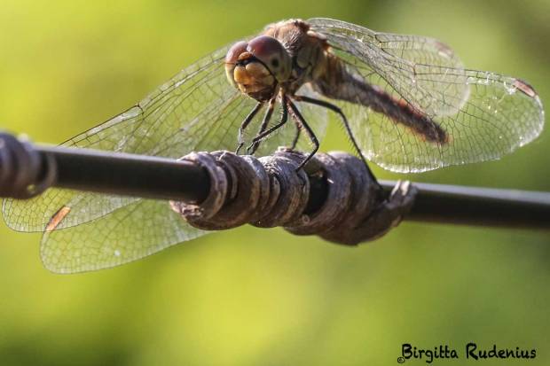 Dragonfly laughing at me