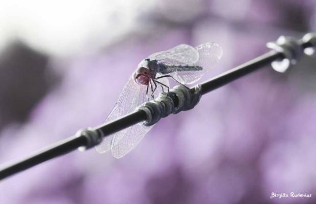 The Pink Dragonfly by me