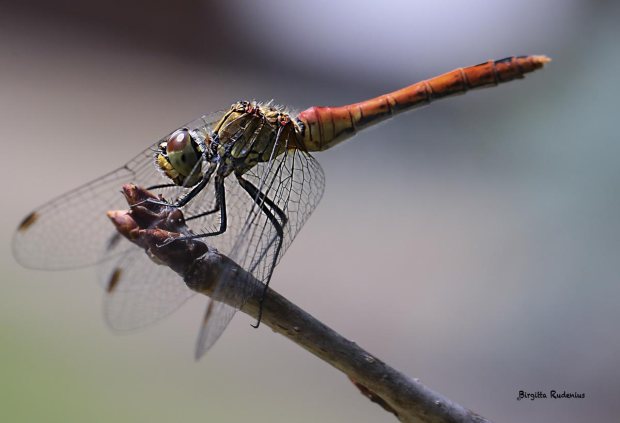 Dragonfly from the Tanja, Hungary