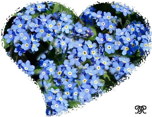 Forget me Not