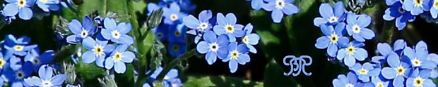 Forget me Not