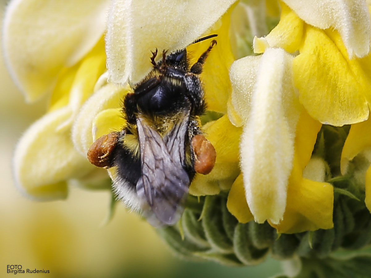macro_20160618_bumblebee