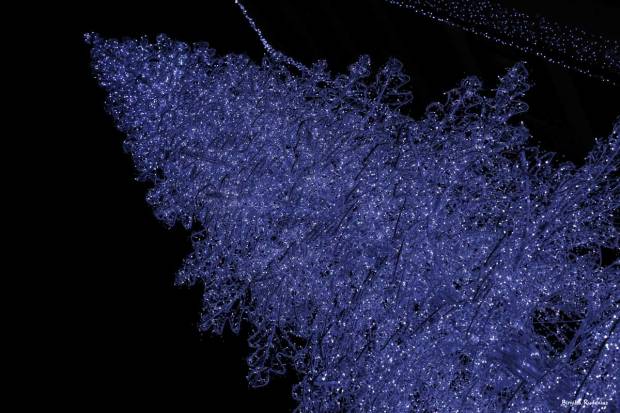 Christmas Tree in Budapest