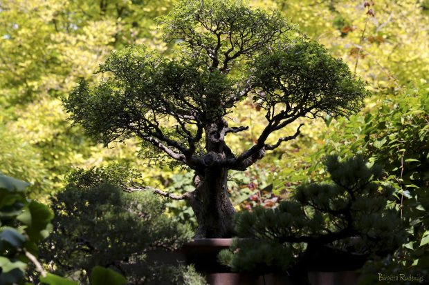Bonsai Tree