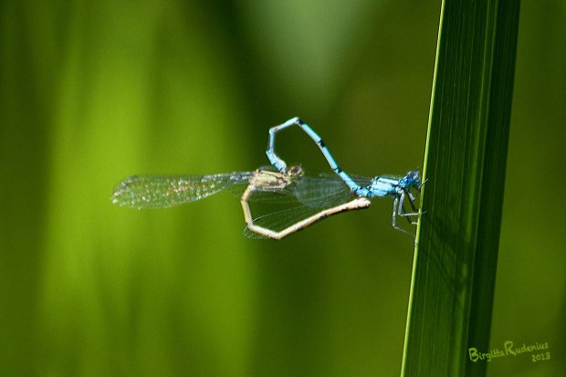 Dragonflies in Love - Wheel