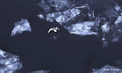Blue Photo - Icy Bird Flight