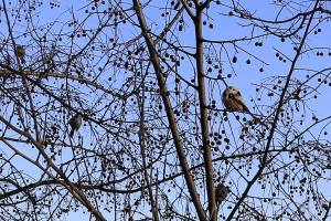 Birds on branches, Margit Island, Budapest