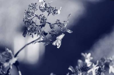 Blue Photo - Flower Gone