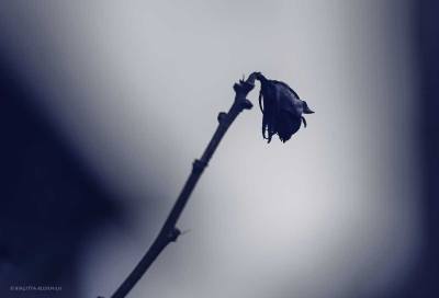 Blue Photo - Minor Key