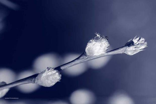 Blue Photo - Starlight Bubble