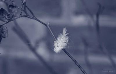 Blue Photo - Some are just Wreckers