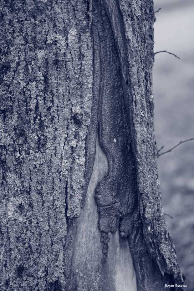 Blue Photo - That Crack