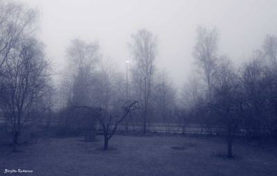 Blue Photo - Misty Weather