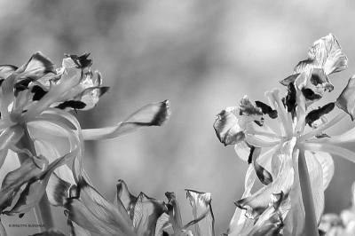 BW - Tulips