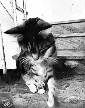 iPhoto - The Handsome Cat - Måns