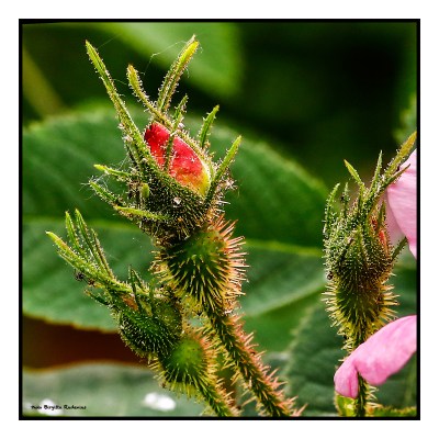 Macro Rose Buds