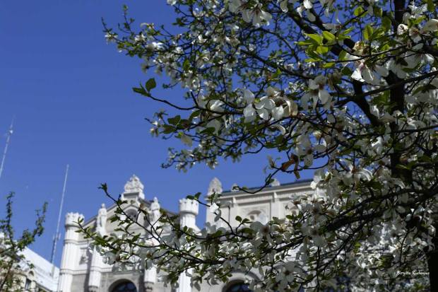 64/5000 a pink arrow hit and the blooming magnolia attached on my chest