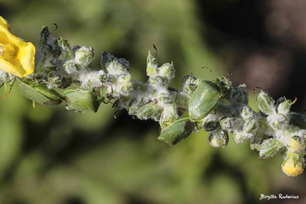 MACRO - Pentatomidae Bärfis