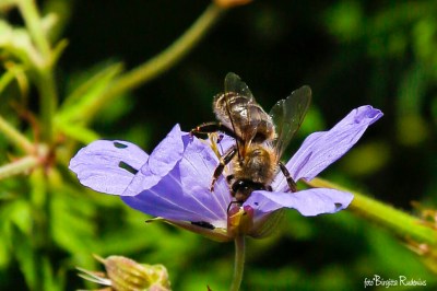 Macro Bee Diving into Hidden Secret.