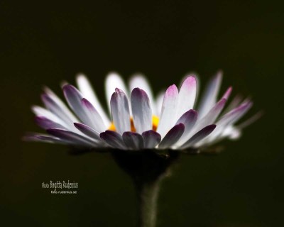 Tusensköna - Bellis perennis.