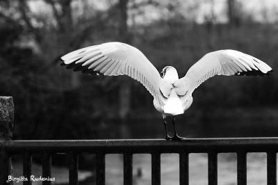 Fiskmås i Stadsparken, Citypark Lund, Sweden.