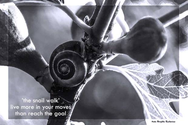 The Snail Walk Poetry - 21st March 2017.