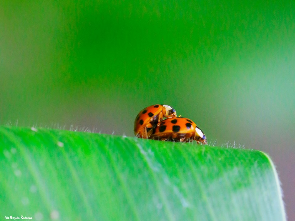 Ladybugs