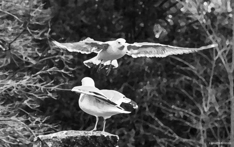 PhotoMania - Seagulls.
