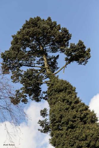 Pine Tree dressed in ...