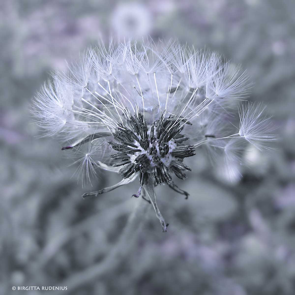 The Blue Dandelion.