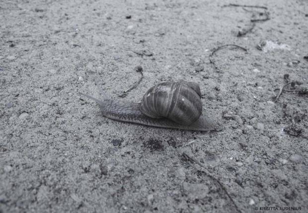 BW Blue Snail in slow move like politicians.