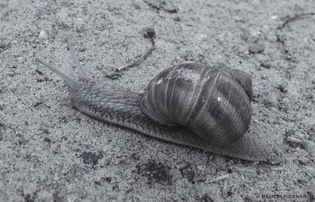 BW Blue Snail in slow move like politicians.